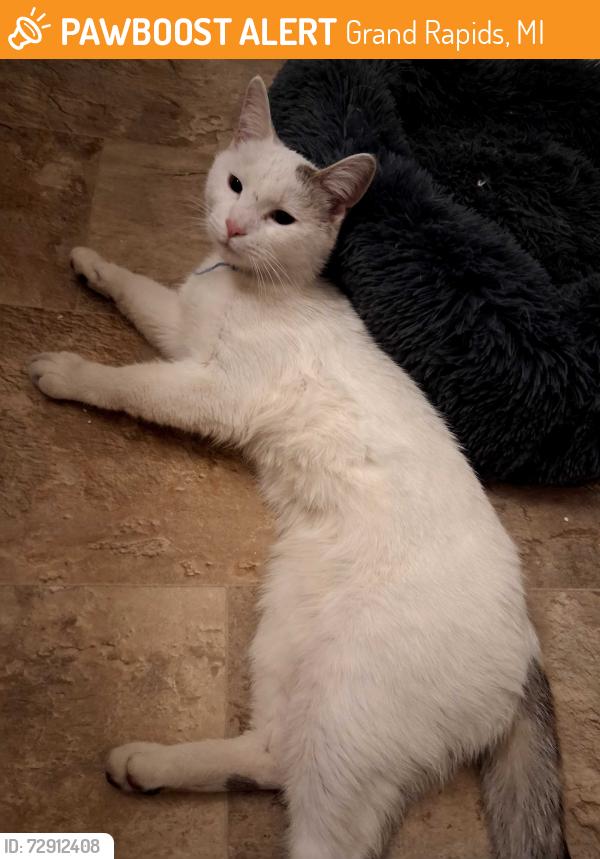 Found/Stray Male Cat last seen Gay and Washington St near Dollar General, Grand Rapids, MI 49503