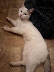 Found/Stray Male Cat last seen Gay and Washington St near Dollar General, Grand Rapids, MI 49503