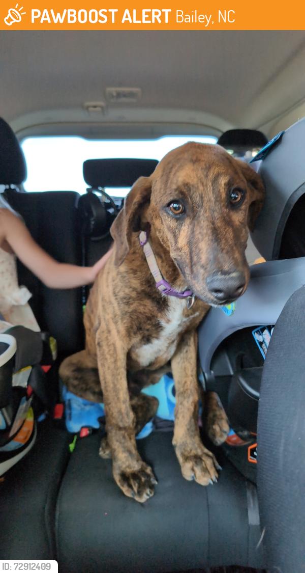 Found/Stray Unknown Dog last seen Bailey - Nash County , Bailey, NC 27807