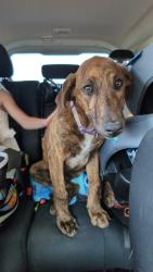 Found/Stray Unknown Dog last seen Bailey - Nash County , Bailey, NC 27807