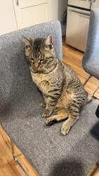 Lost Male Cat last seen best friend park , Norcross, GA 30071