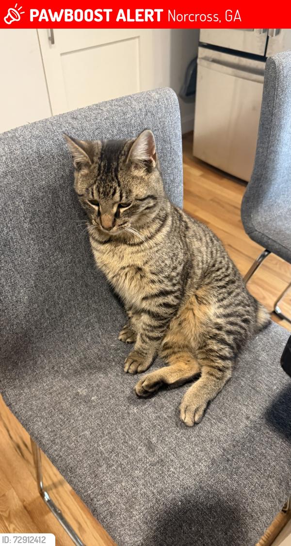 Lost Male Cat last seen best friend park , Norcross, GA 30071