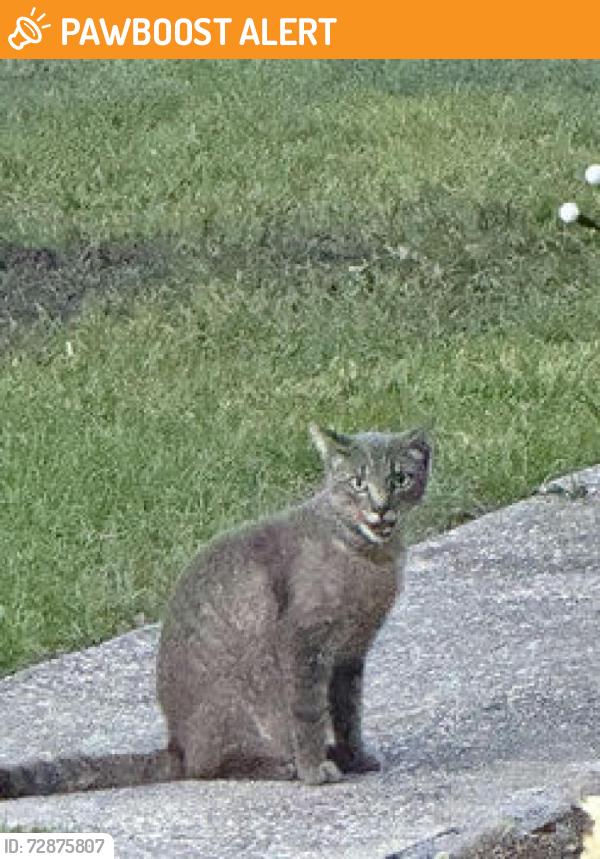 Found/Stray Unknown Cat last seen Marion & W Citrus St, Altamonte Springs, FL 32714