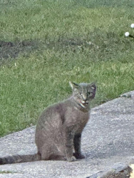 Found/Stray Unknown Cat last seen Marion & W Citrus St, Altamonte Springs, FL 32714