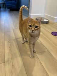 Reunited Male Cat last seen Union, Seattle, WA 98122