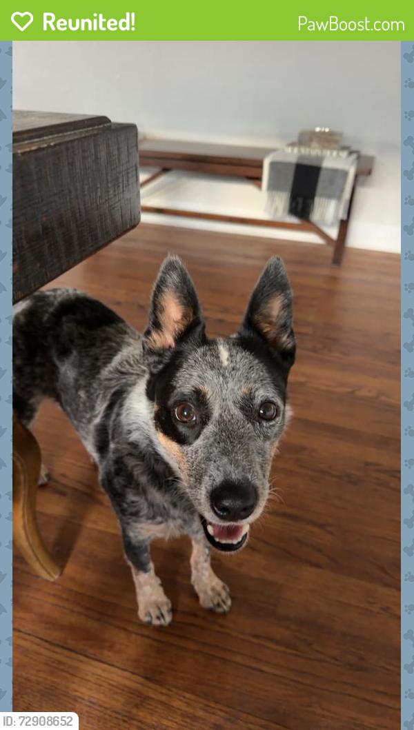 Reunited Female Dog last seen Near NE 15th St, Oklahoma City, OK 73104, USA, Oklahoma City, OK 73104