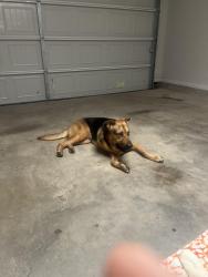 Reunited Male Dog last seen Centerfire rd, Waco, TX 76705