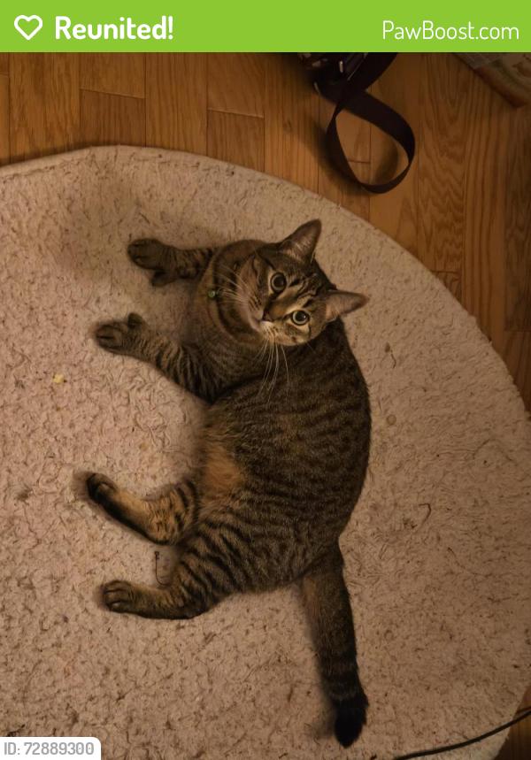 Reunited Female Cat last seen Old polk city rd, Lakeland, FL 33809