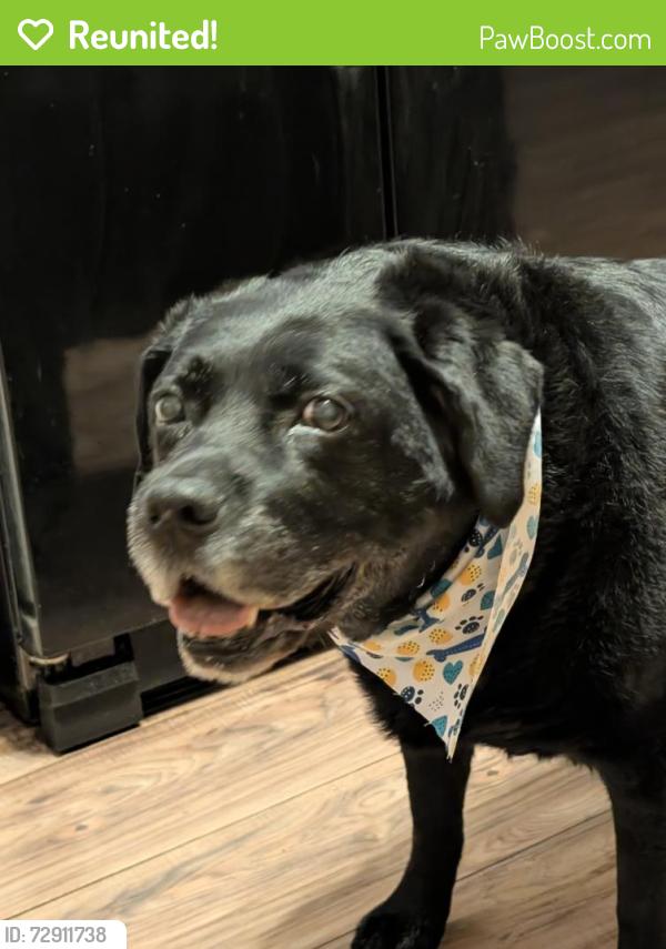 Reunited Female Dog last seen Shawnee Trace and Cheyenne Blvd , Nashville, TN 37115