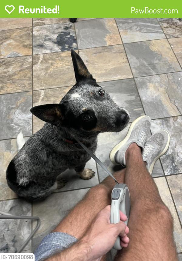Reunited Female Dog last seen Near NE 15th St, Oklahoma City, OK 73104, USA, Oklahoma City, OK 73104