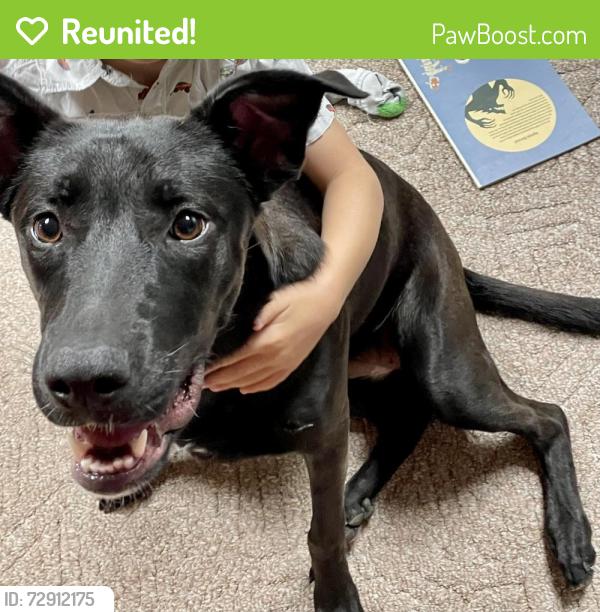 Reunited Female Dog last seen Wales Ave NW & Parkford, Jackson Township, OH 44646