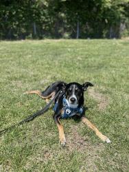 Reunited Male Dog last seen Patriot Point apmts, Virginia Beach, VA 23452