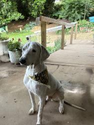 Lost Male Dog last seen Guille St, Athens, TN 37303