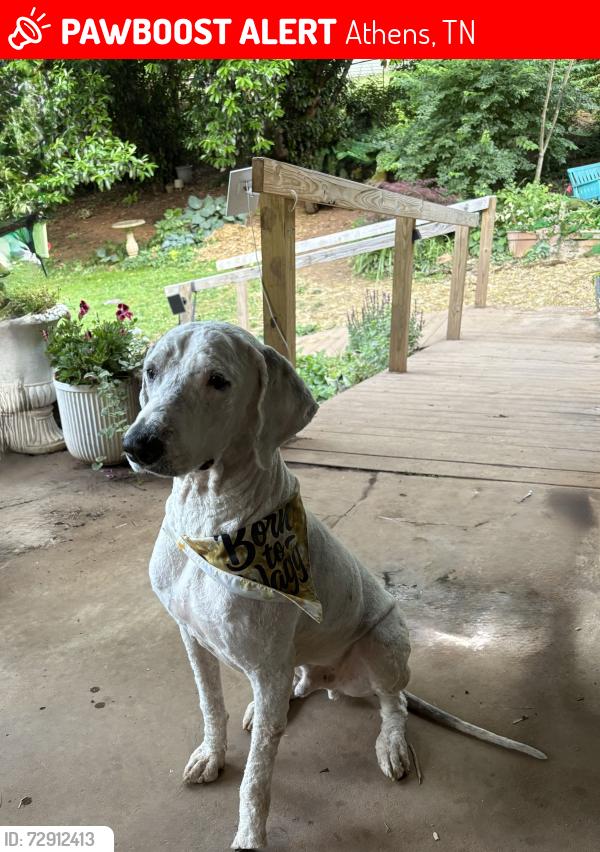 Lost Male Dog last seen Guille St, Athens, TN 37303