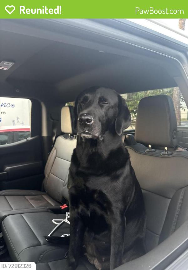 Reunited Female Dog last seen Good letter Frank and 7th ave, Naples, FL 34102