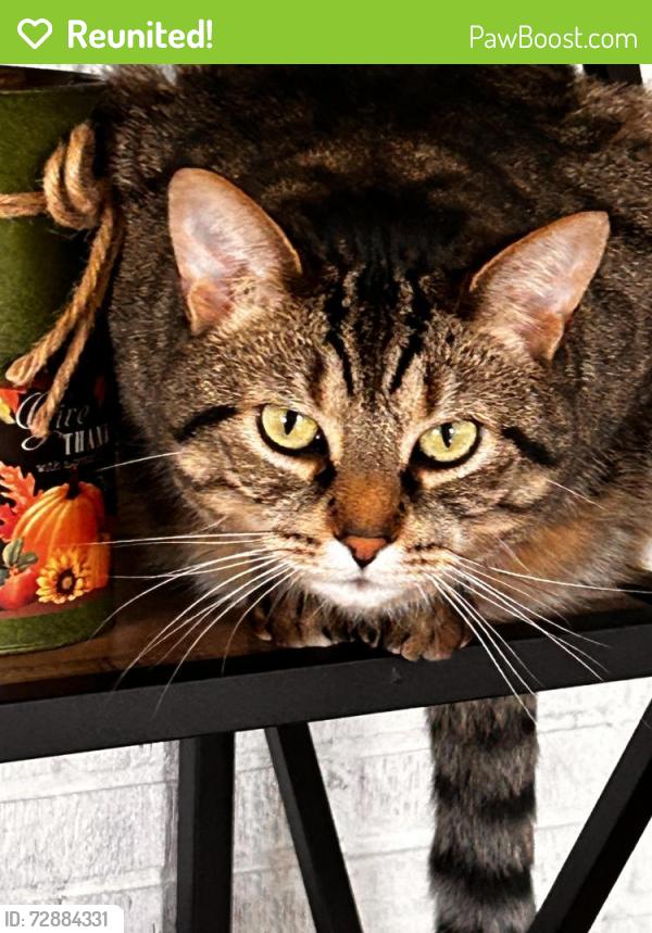 Reunited Male Cat last seen New Leicester Hwy, Ramsey Road, Asheville, NC 28806