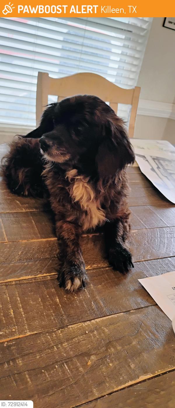 Found/Stray Male Dog last seen Near transit dr, Killeen, TX 76543