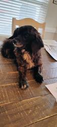 Found/Stray Male Dog last seen Near transit dr, Killeen, TX 76543