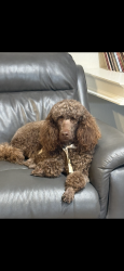 Lost Female Dog last seen 15th and Santa Fe, Edmond, OK 73003