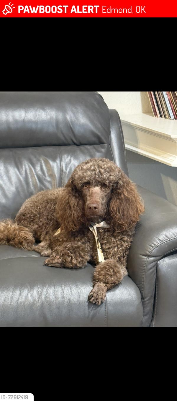 Lost Female Dog last seen 15th and Santa Fe, Edmond, OK 73003