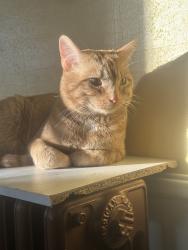 Reunited Male Cat last seen Highway 10, Reedsville, WI 54230