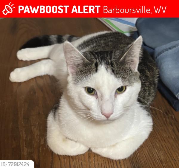 Lost Male Cat last seen Family Dollar Route 10 area, Barboursville, WV 25504