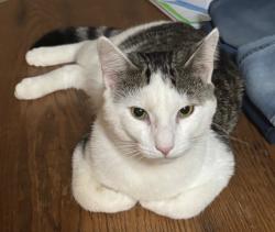 Lost Male Cat last seen Family Dollar Route 10 area, Barboursville, WV 25504