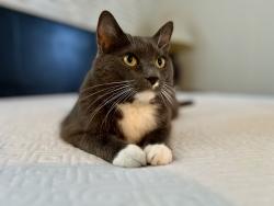 Lost Female Cat last seen Brookside Ave and Chamberlayne Ave, Richmond, VA 23227
