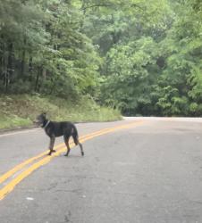 Found/Stray Unknown Dog last seen Constitution and 751, near Duke Forest/American Village, Durham County, NC 27705