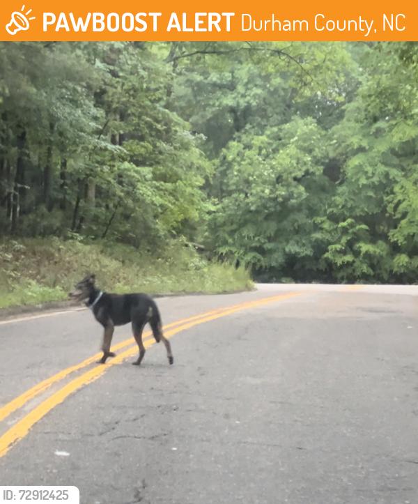 Found/Stray Unknown Dog last seen Constitution and 751, near Duke Forest/American Village, Durham County, NC 27705