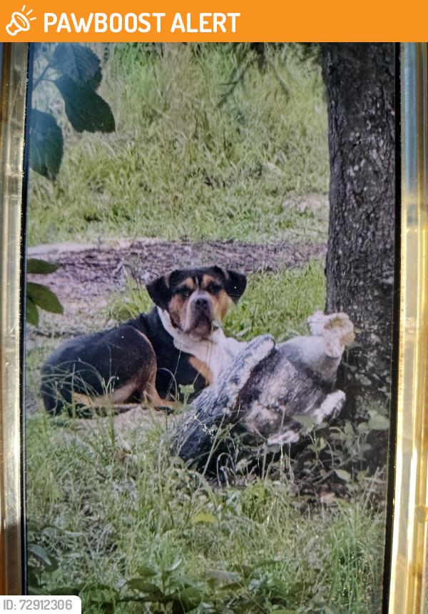 Found/Stray Female Dog last seen Sunshine Grove Rd Convent Garden Rd, North Weeki Wachee, FL 34613