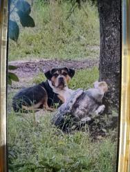 Found/Stray Female Dog last seen Sunshine Grove Rd Convent Garden Rd, North Weeki Wachee, FL 34613