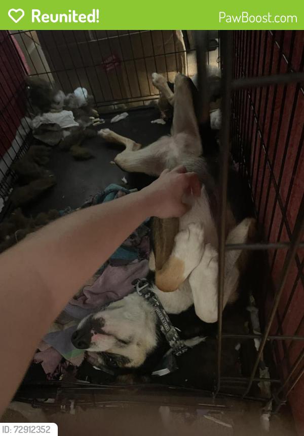 Reunited Female Dog last seen Intersection of Houston Valley Rd and Bandy Rd, Ringgold, GA 30755