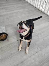 Reunited Male Dog last seen Us1 and sw 272nd st, Miami-Dade County, FL 33032
