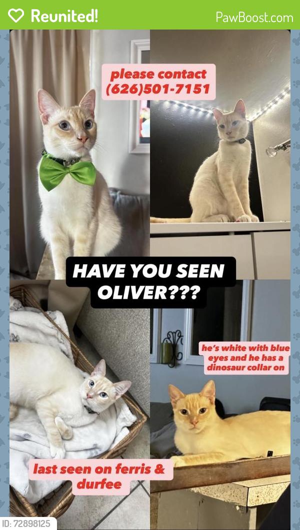 Reunited Male Cat last seen last seen on ferris and durfee , El Monte, CA 91732