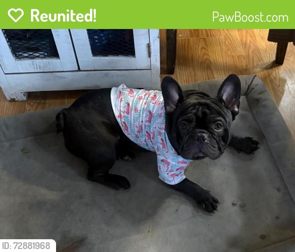 Reunited Male Dog last seen Highway 1, 287 heading to highway 14. , Fort Collins, CO 80524