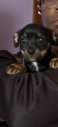 Lost Female Dog last seen Crownpoint, Omaha, NE 68111