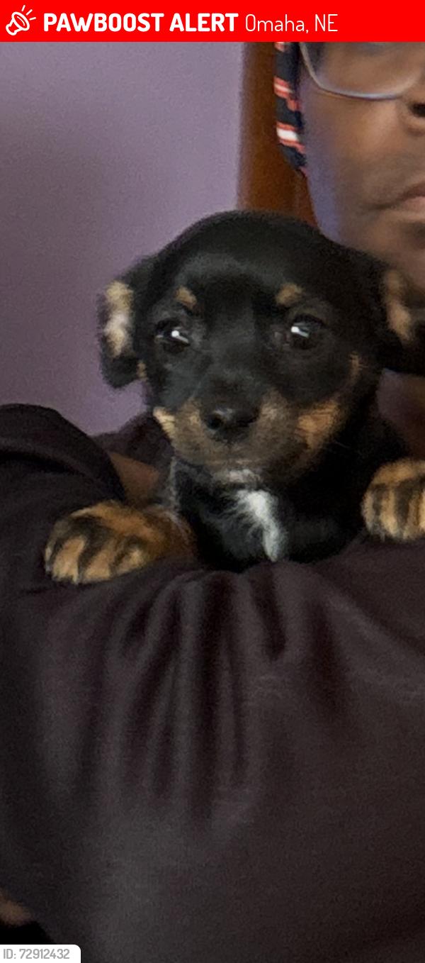 Lost Female Dog last seen Crownpoint, Omaha, NE 68111