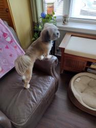 Reunited Male Dog last seen Tarredge Rd, Durham, NC 27712