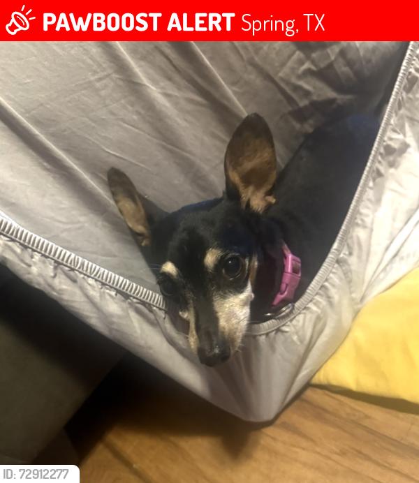 Lost Female Dog last seen Dairy Queen , Spring, TX 77380