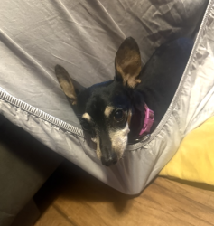 Lost Female Dog last seen Dairy Queen , Spring, TX 77380