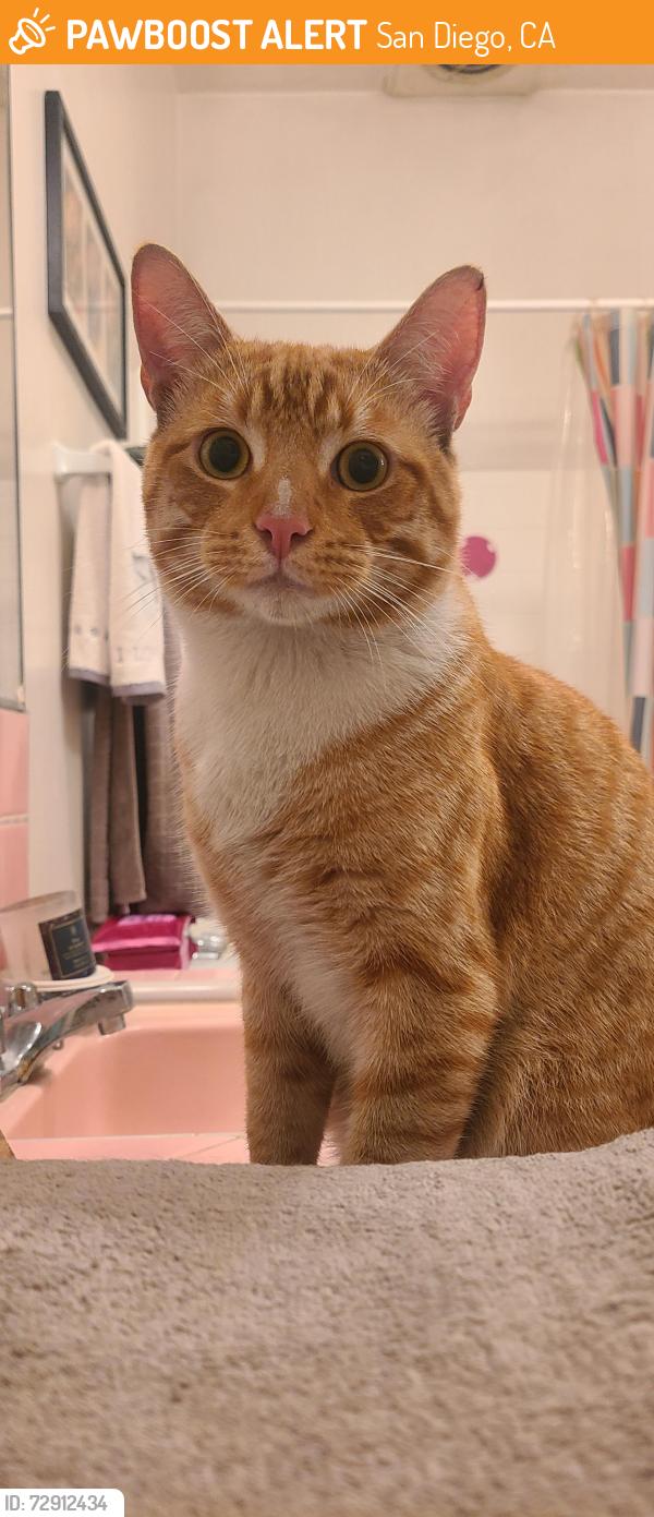 Found/Stray Male Cat last seen 30th and Quince st North Park SD, San Diego, CA 92104
