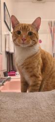 Found/Stray Male Cat last seen 30th and Quince st North Park SD, San Diego, CA 92104
