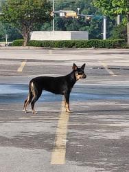Found/Stray Unknown Dog last seen Kroger, Mesquite, TX 75181