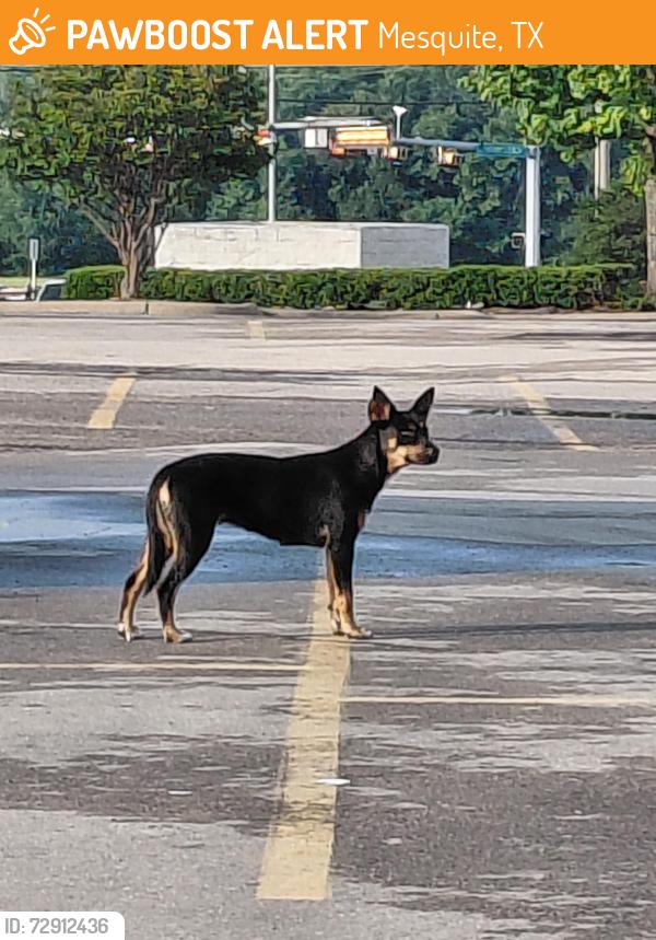 Found/Stray Unknown Dog last seen Kroger, Mesquite, TX 75181