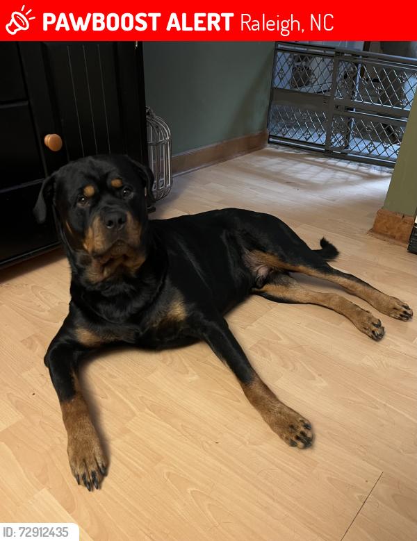 Lost Male Dog last seen Pagan Rd , Raleigh, NC 27603