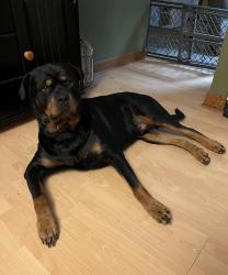 Lost Male Dog last seen Pagan Rd , Raleigh, NC 27603
