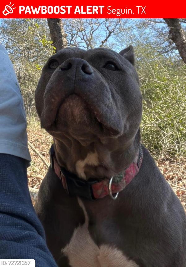 Lost Male Dog last seen Nocketnut , Seguin, TX 78155