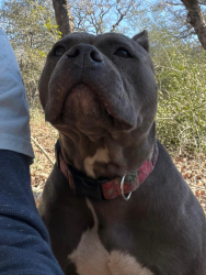 Lost Male Dog last seen Nocketnut , Seguin, TX 78155