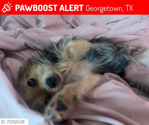 Lost Female Dog last seen half hitch trl in the village neighborhood , Georgetown, TX 78628
